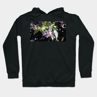 Toad orchid Hoodie